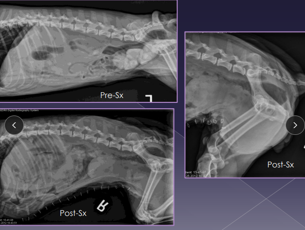 <p><span>Urethral Disorders</span></p>