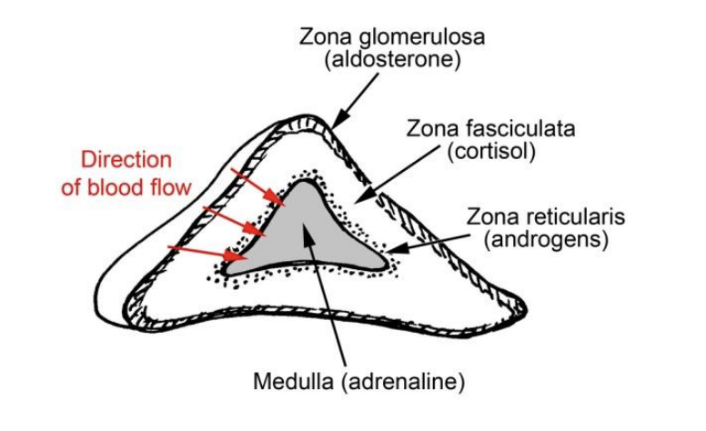 <ol><li><p>Inner medulla</p></li><li><p>Outer cortex</p></li></ol><p></p>