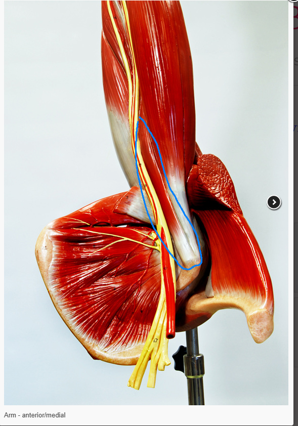 <p>what is the action of the muscle circled&nbsp;</p>