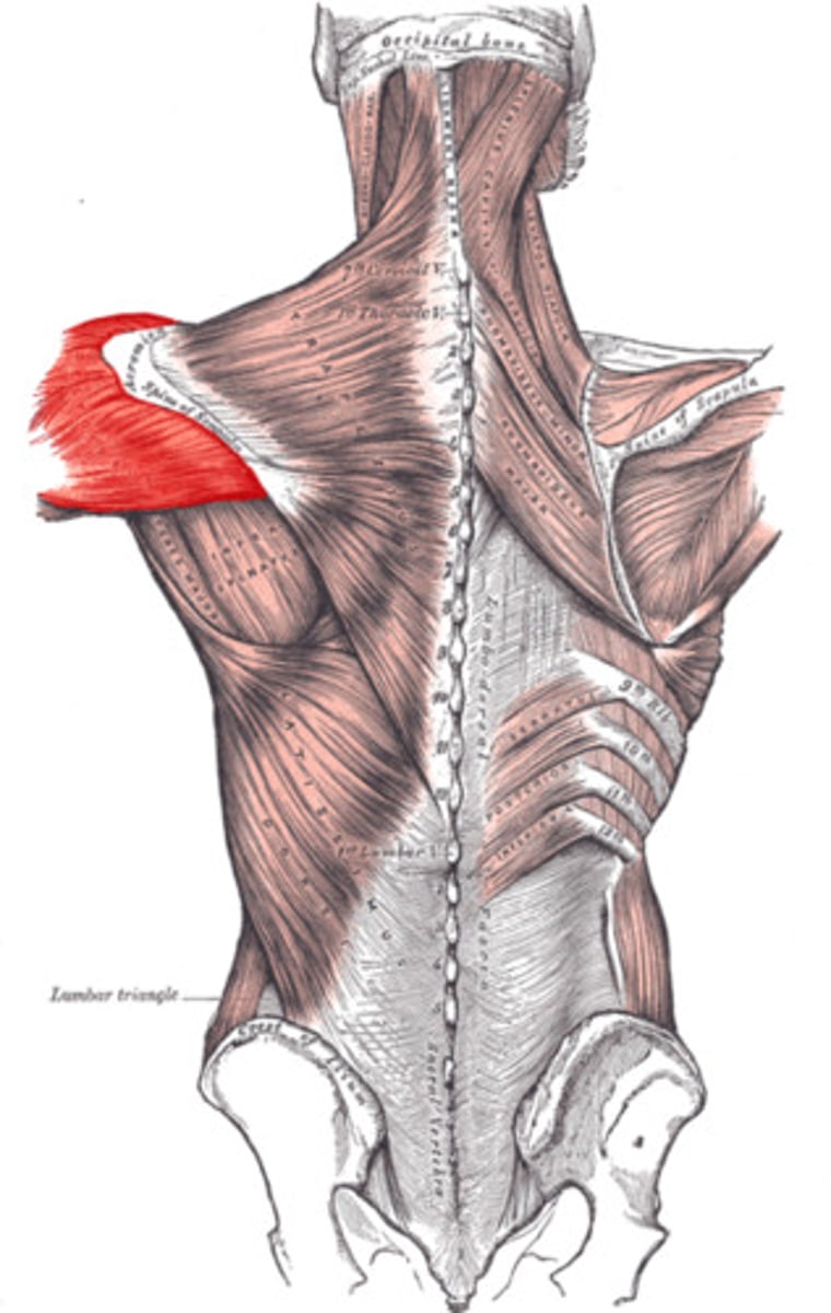 <p>axillary</p>