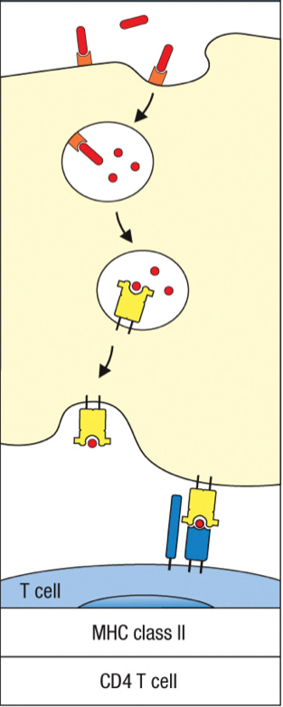 <p>process that captures bacteria/virus particles in extracellular fluid and send them to lysosome</p>