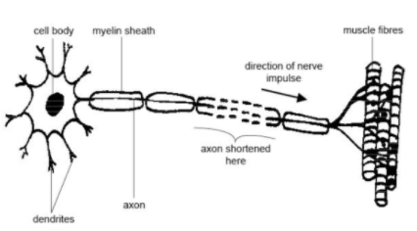 <p>a nerve that transmits electrical messages from the central nervous system to a muscle or gland</p><p>--&gt; results in movement</p><p>has a longer axon and numerous dendrites</p>