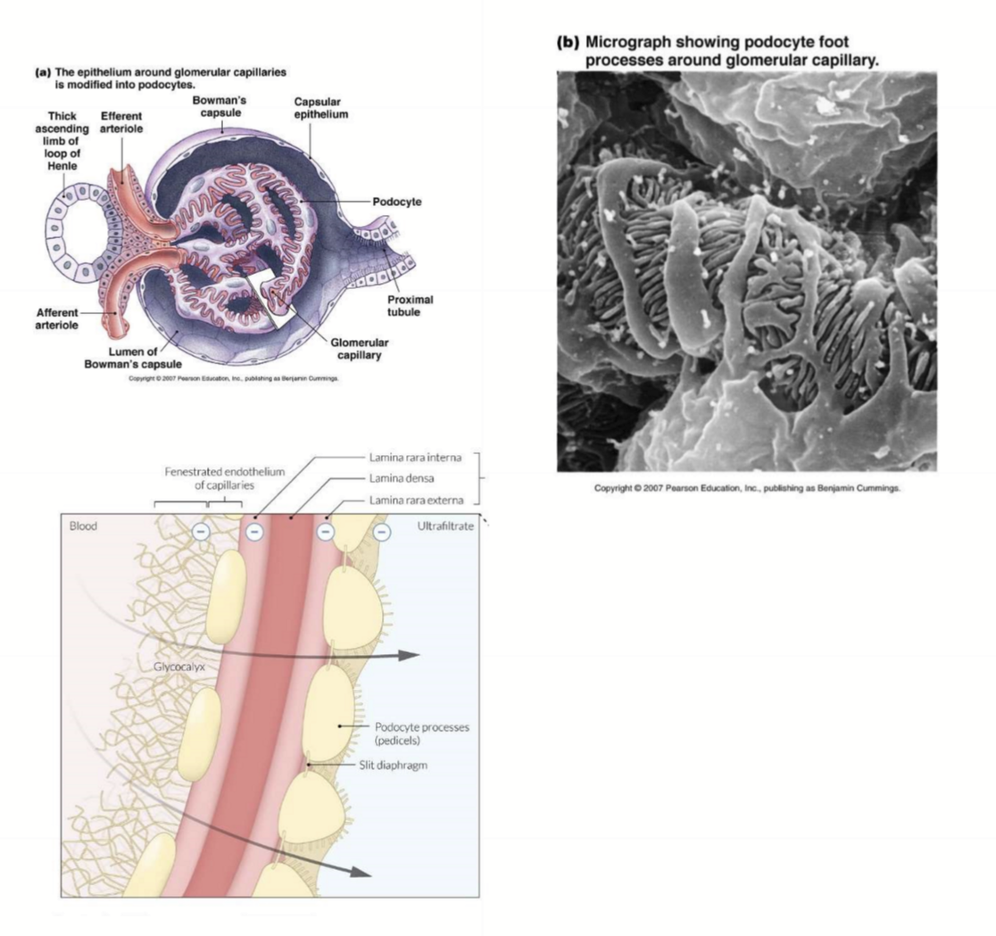 <ul><li><p>Fenestrated capillary endothelium</p></li><li><p>Basement membrane is negatively charged</p></li><li><p>Slits between podocyte foot process</p></li></ul><p></p>