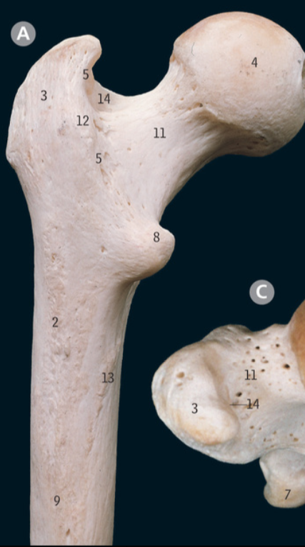 <p>What is 9</p>