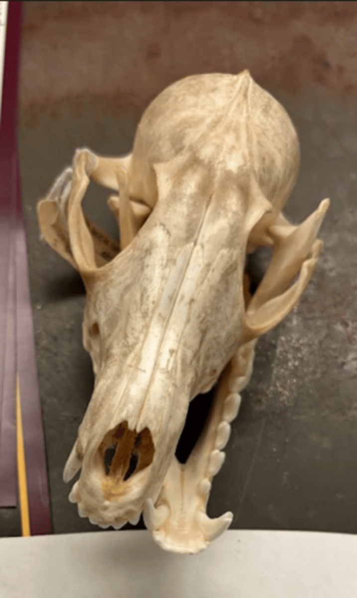 <p>What is this specimen?</p>