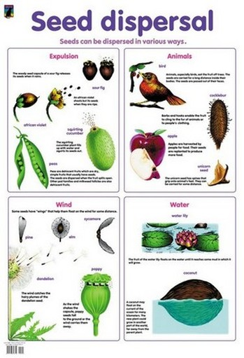 <p>Seeds can be dispersed by wind, water, animals and birds.</p><p>Animals and birds tend to collect a lot of nuts and  eat fruits with seeds in them, excreting the seeds in different areas, where they will grow. Other times, seeds will have hooks that can get stuck in animal fur and be dispersed when the animal moves away from the parent plant;</p>
