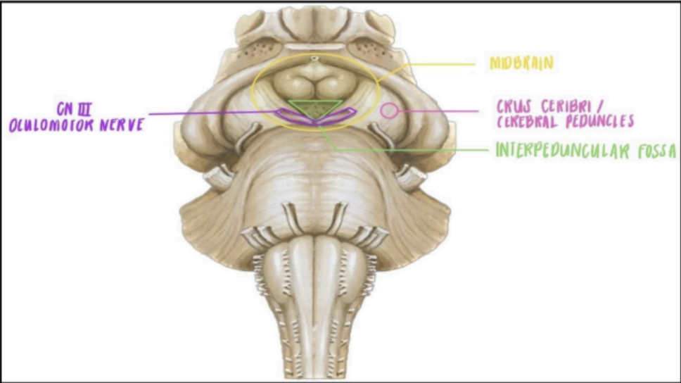 <p>Interpeduncular fossa</p>