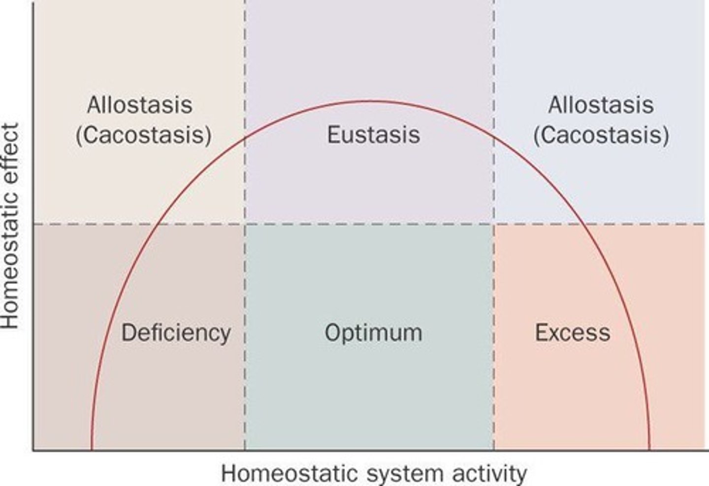 <p>Coined the term 'homeostasis' in 1926 and 'fight or flight' in 1915.</p>