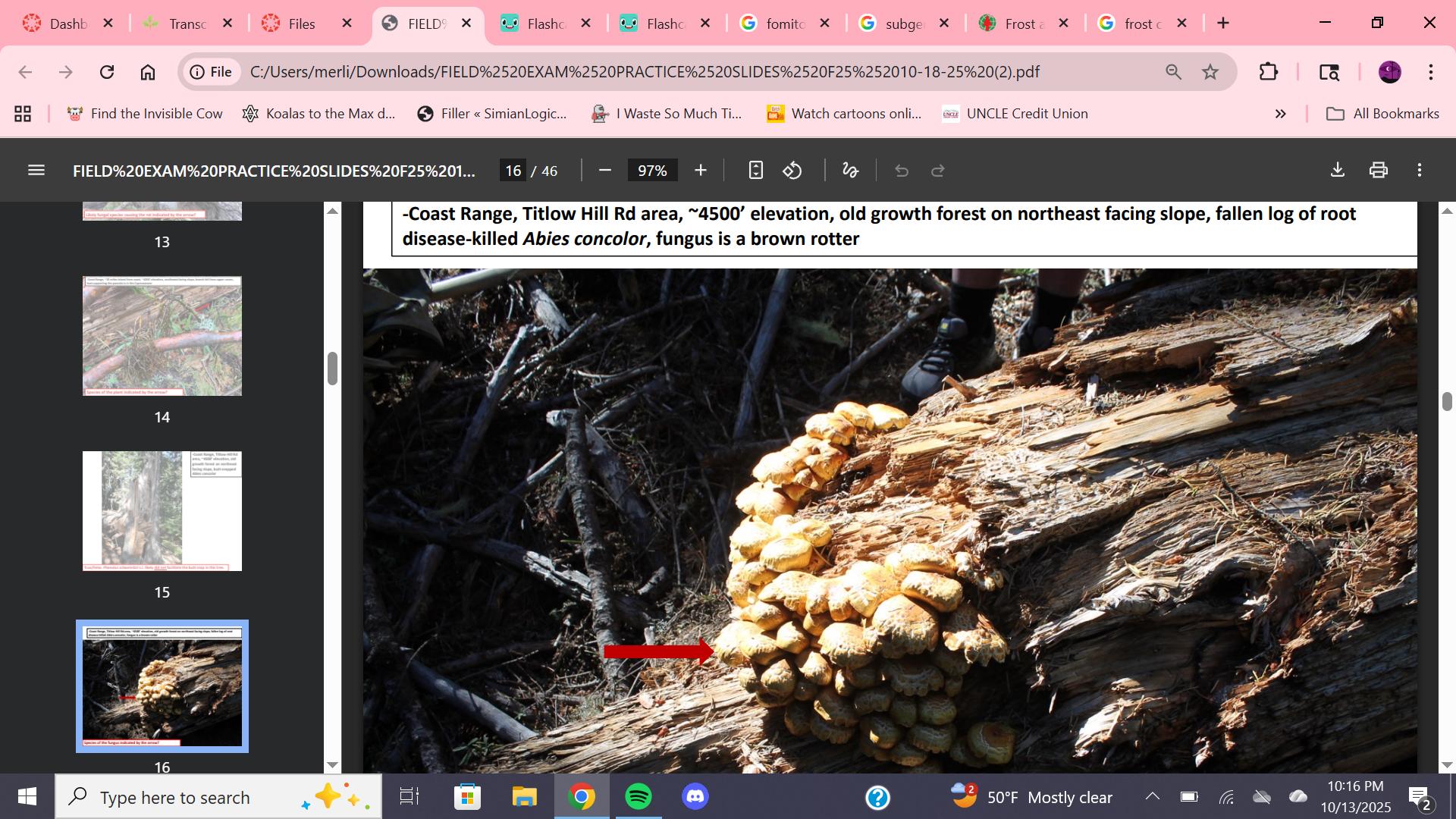 <p>Brown rotter fungal species on Abies concoloris?</p>
