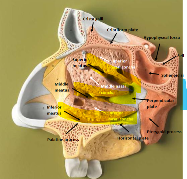 <p>Depressions/Openings: Meatus</p>