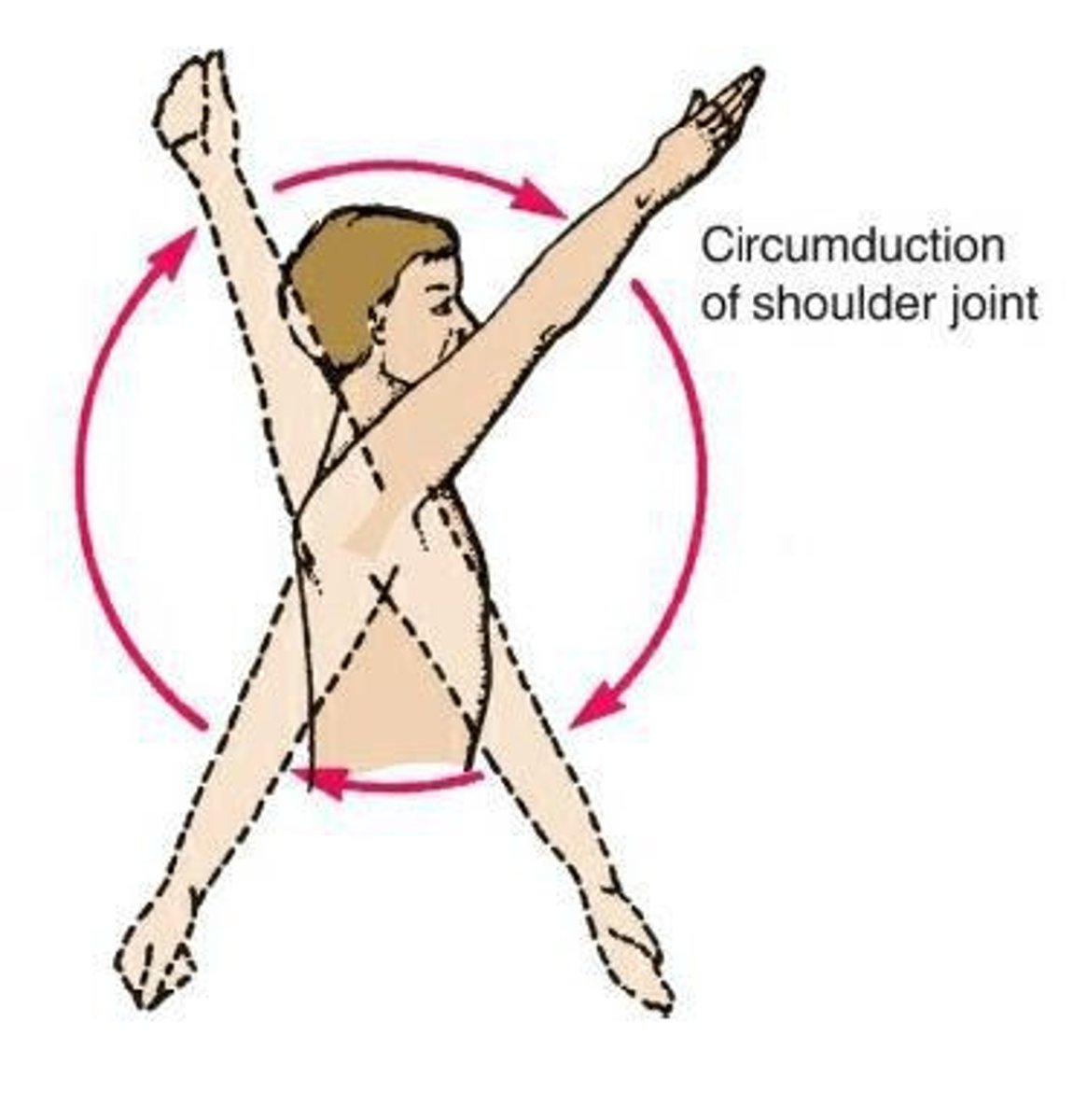 <p>A complex sequence of movements combining flexion, extension, abduction, adduction, and rotation.</p>