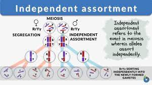 <p>Alleles of two genes located on different chromosomes will sort into gametes independently of each other.</p>