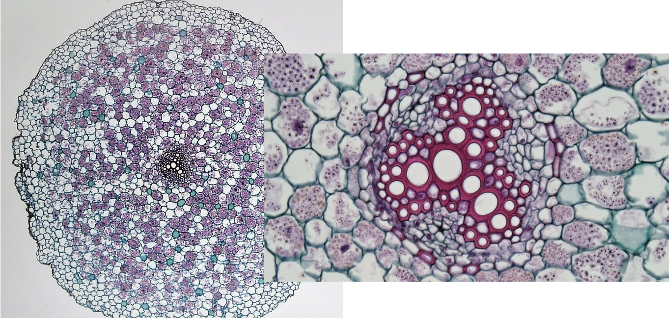 <p>Is this a root, stem, or leaf? Monocot or dicot?</p>