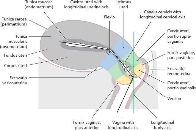 <p>Which one of the following relations of the vagina are true?</p><p>A. The anterior wall is in contact with the bladder and urethra T</p><p>B. The posterior wall is in contact with the rectum T</p><p>C. The anterior fornix is the deepest of all four fornices F</p><ul><li><p><strong><u>posterior fornix</u></strong><u> is the </u><strong><u>deepest</u></strong> of all the vaginal fornices, not the <strong>anterior fornix</strong>. This is because it lies directly beneath the <strong>rectouterine pouch (Pouch of Douglas)</strong></p></li></ul><p>D. The posterior fornix is in front of the Douglas pouch T</p><p>E. The posterior fornix is frequently injured during instrumental vaginal examination T</p>