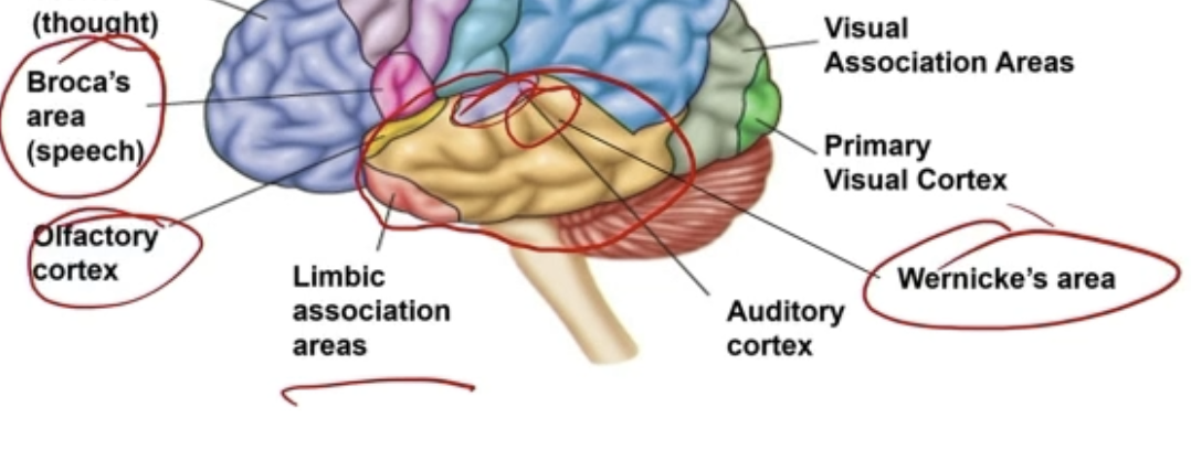 <ul><li><p>Wernicke’s area - speech comprehension</p></li><li><p>Broca’s area - speech production</p></li><li><p>Olfactory cortex - sense of smell</p></li><li><p>Auditory cortex</p></li><li><p><strong>Limbic association areas</strong> - emotions, memory, motivation</p></li></ul><p></p>