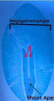 <p>In the prepared Ginkgo embryo slide, the two red arrows are pointing to the _________.</p>