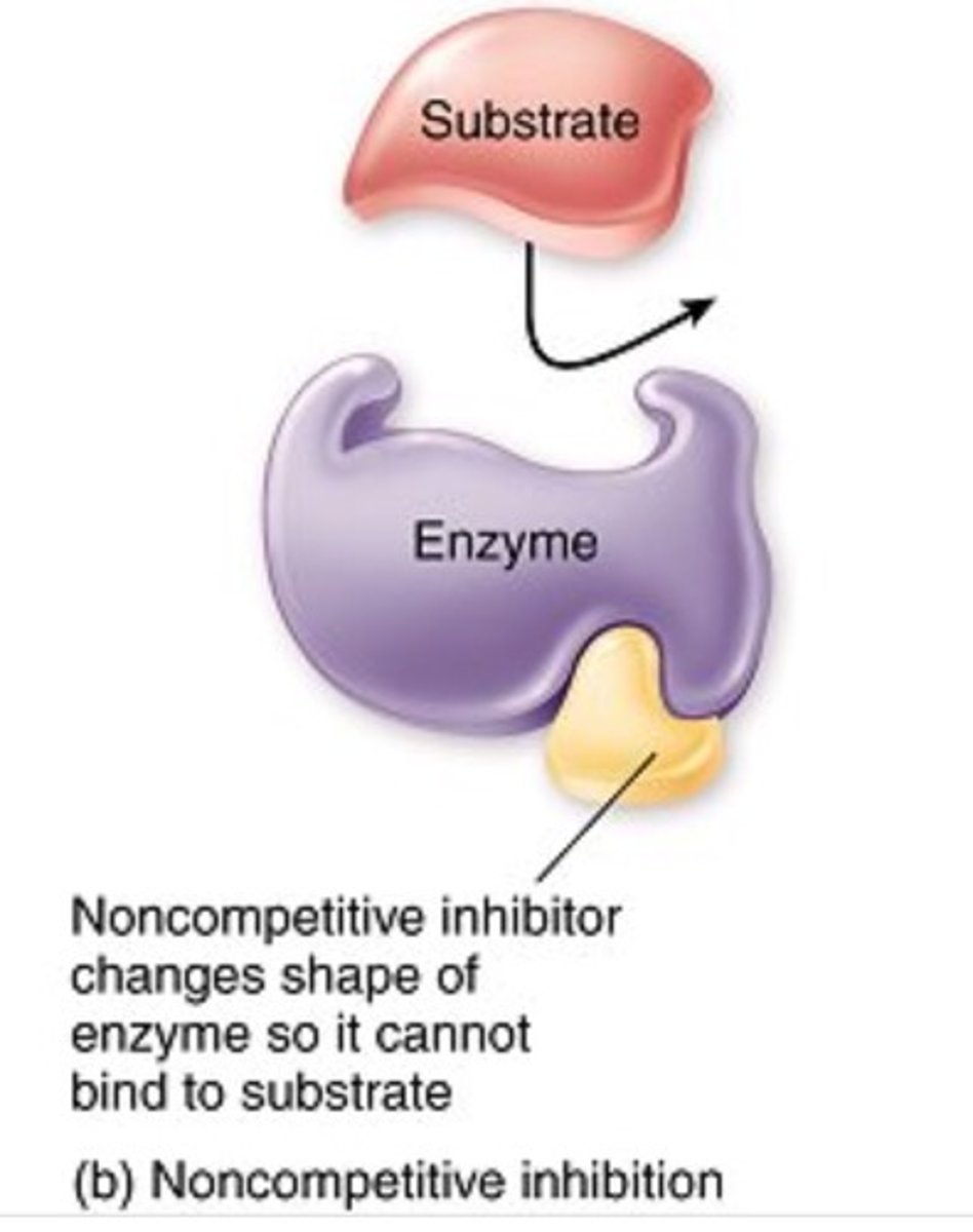 <p>bind to another part of an enzyme, causing the enzyme to change shape and making the active site less effective</p>