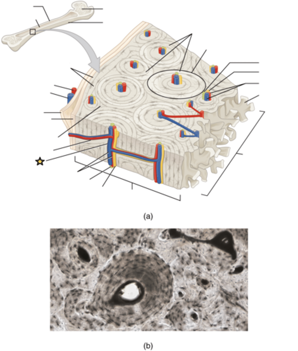 <p>Contains blood vessels and nerves (haversian canal)</p>