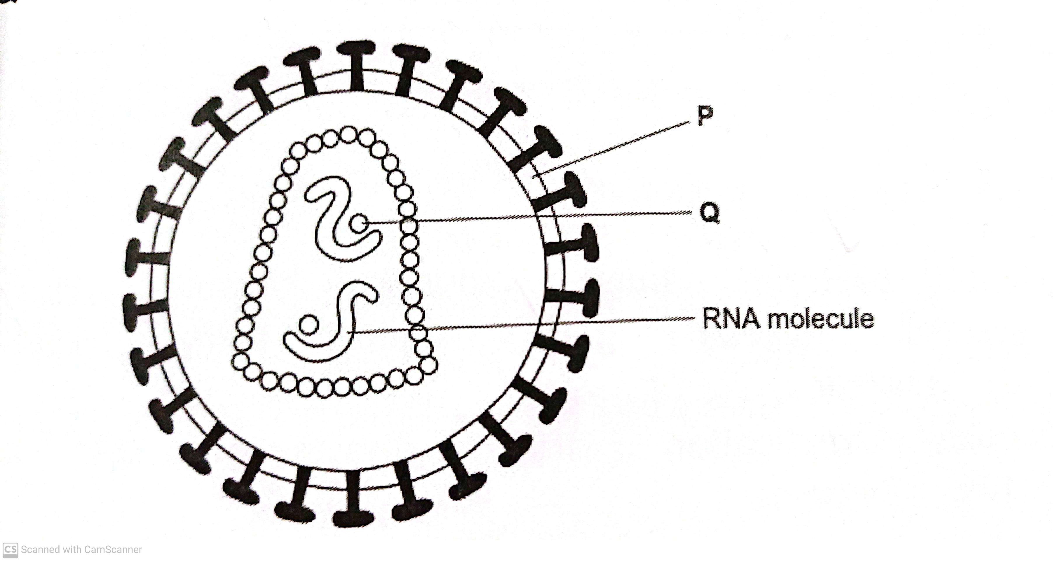 <p>The diagram shows a human immunodeficiency virus (HIV) </p><p class="has-focus">Name structure <strong>P</strong> and enzyme <strong>Q (2) </strong></p>