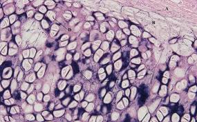 <p>Chondrocytes located in lacunae and elastic fibers, most flexible cartilage</p>