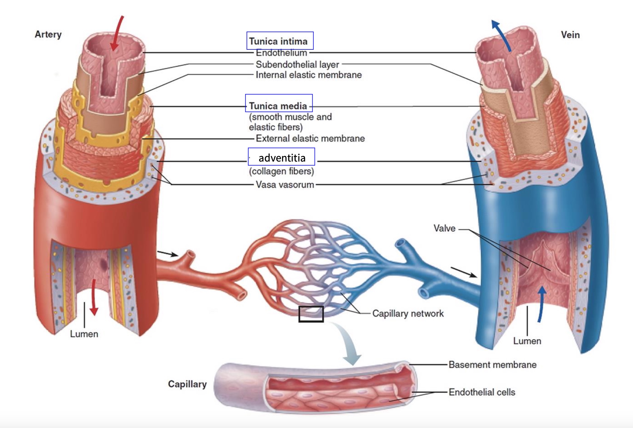 <ol><li><p>Intima</p></li><li><p>media</p></li><li><p>adventitia</p></li></ol><p></p>