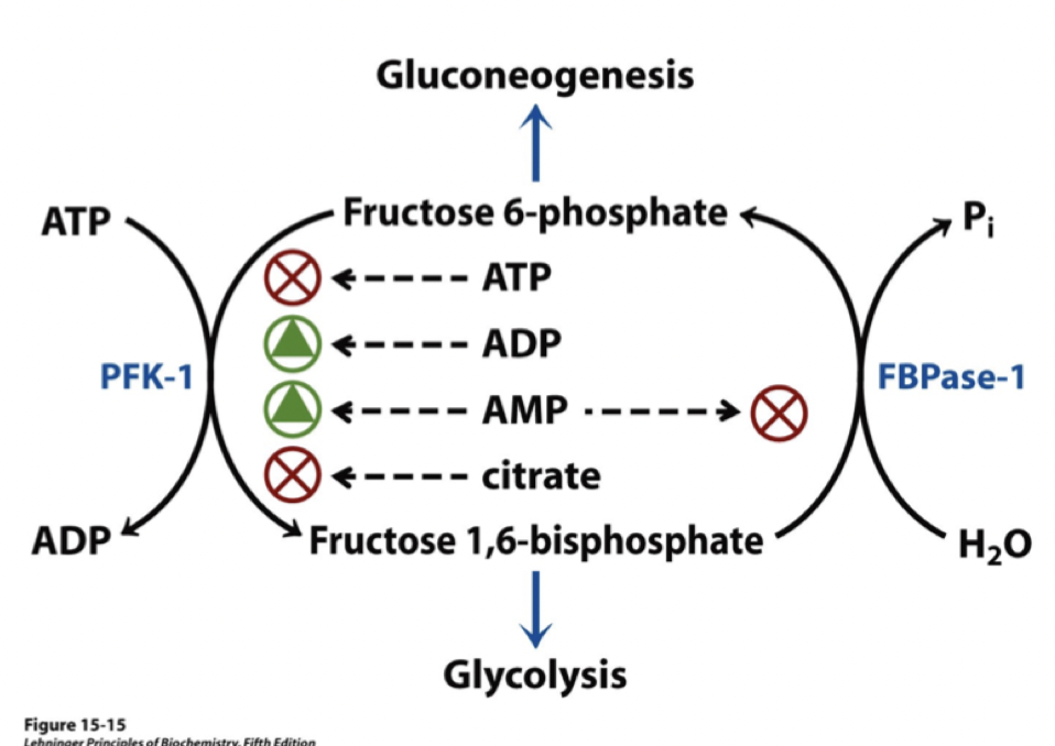 <ol><li><p><strong>Hexokinas:</strong> inhiberas av glukos-6-fosfat och fruktos-6-fosfat.</p></li><li><p><strong>Fosfofrukokinas-1:</strong> inhiberas av ATP och citrat. Stimuleras av AMP &amp; F-2,6-BF.</p></li><li><p><strong>Pyruvatkinas: </strong>Inhiberas av ATP, acetyl-CoA och långa fettsyror.</p></li><li><p><strong>Fruktos-2,6-bisfosfat</strong>: del av hormonell reglering. Inhiberar PFK1. </p></li><li><p><strong>cAMP</strong>: Olika effekt i olika vävnader.</p></li></ol>