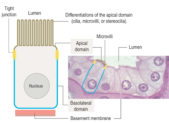 <ul><li><p>Faces the <strong>underlying connective tissue</strong></p></li><li><p>Attached to the <strong>basement membrane</strong></p></li><li><p>Contains <strong>adhesion molecules</strong> and <strong>cell junctions</strong></p></li></ul><p></p>