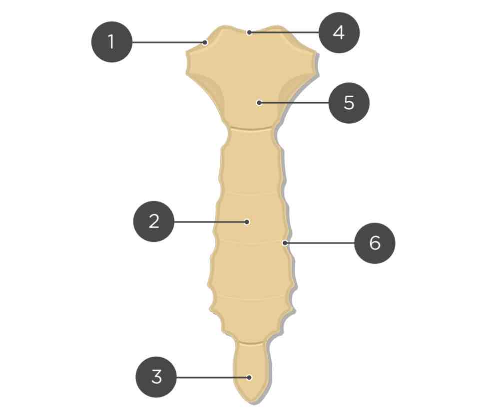 <p>name the bone and landmarks in order (ignore 6) </p>