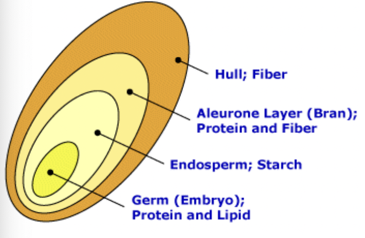 <p>Grain Structure</p>