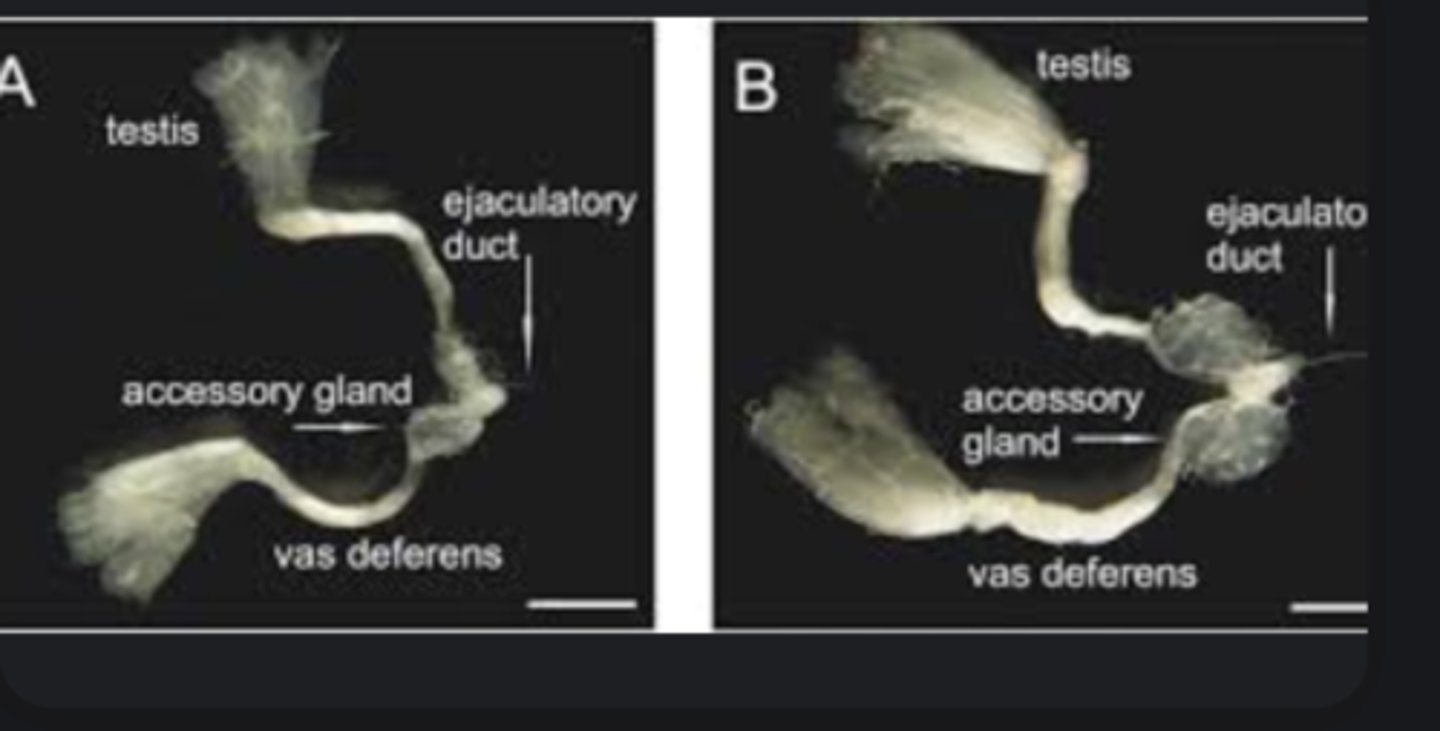 <p>Produce seminal fluid and proteins that nourish sperm and influence female physiology after mating.</p>