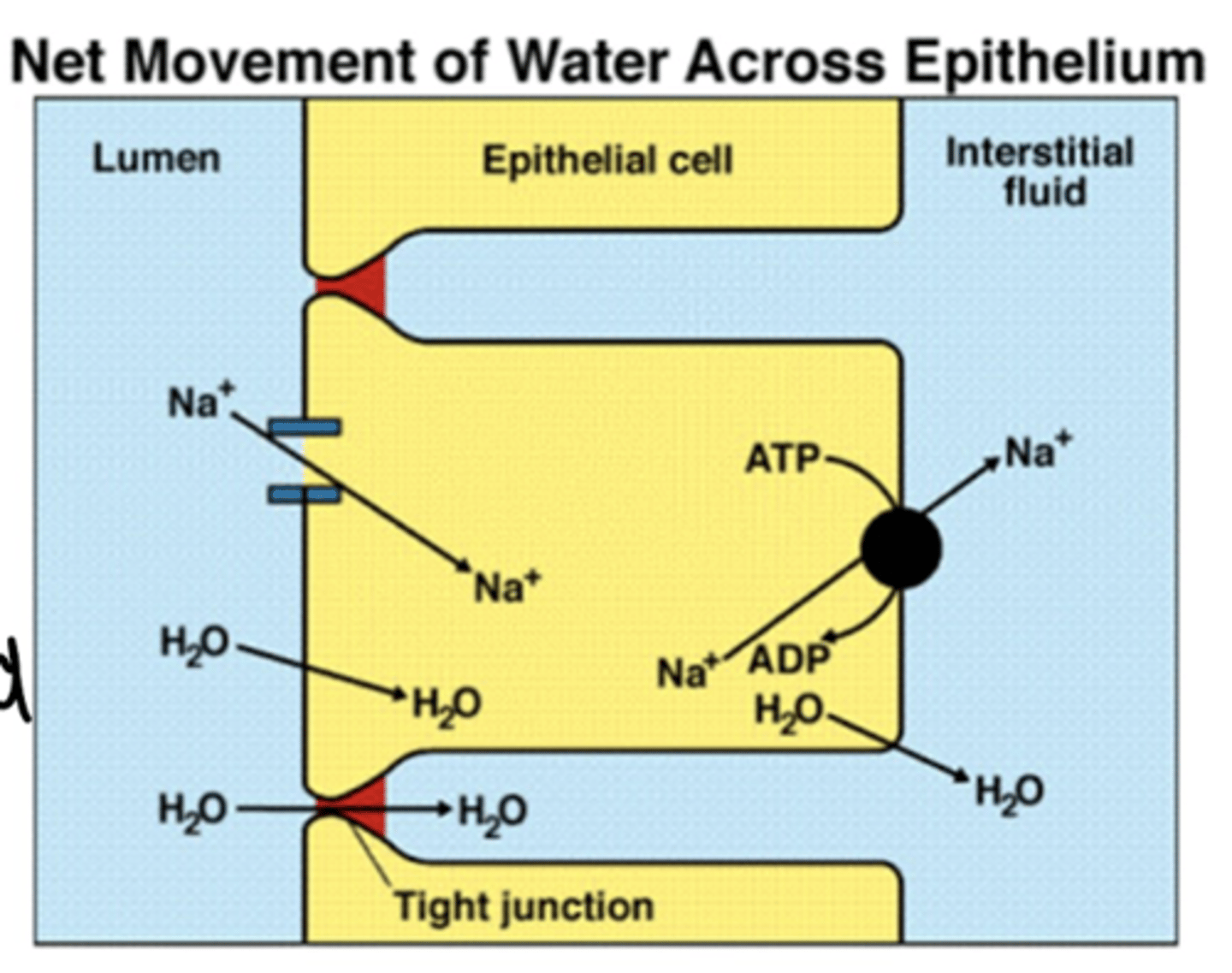 <p>passive driven by transport of solutes (mainly Na+) from lumen of intestines to blood stream. movement of water BY OSMOSIS ➢ Is largely driven by absorption of Na+</p><p>➢ Intestinal fluid movement is always coupled to solute movement</p><p>➢ Water may move via transcellular, or paracellular, routes</p><p>➢ Absorption of Na+ provides a (local) osmotic force for the absorption of water</p>