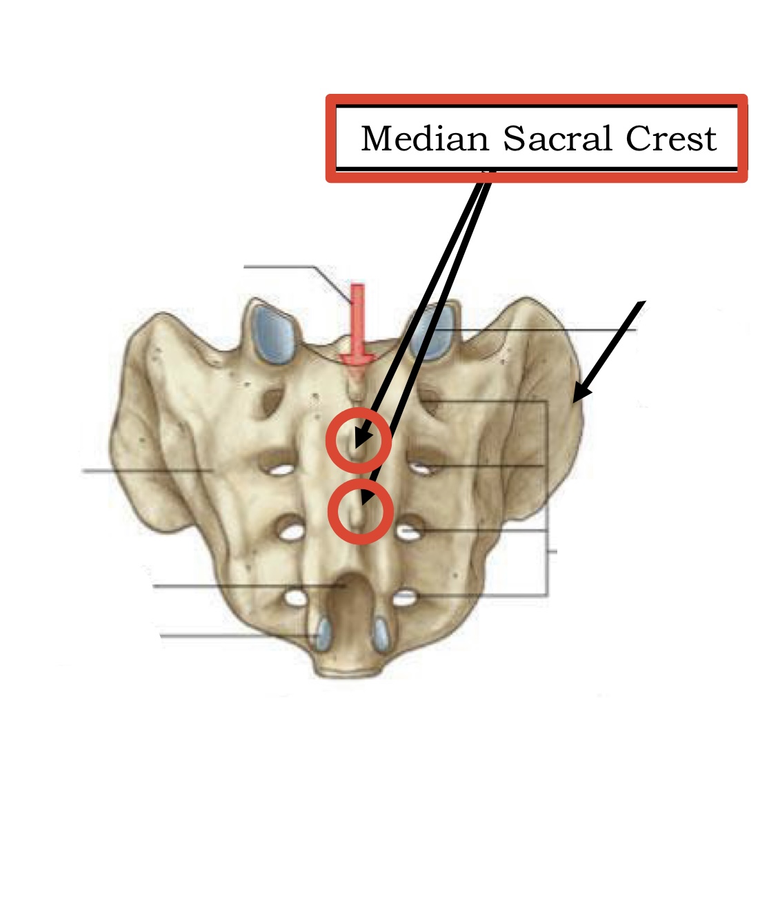 <p><span><span>Median sacral crest</span></span></p>