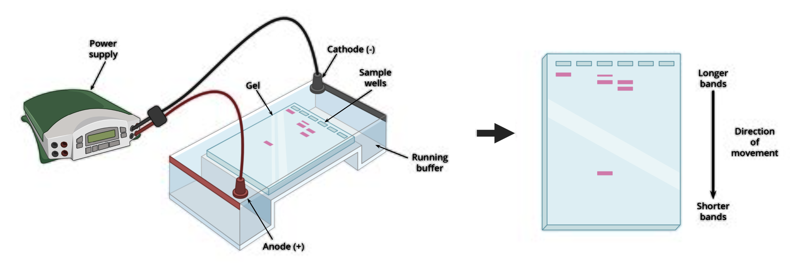 <ul><li><p>DNA cut by enzymes then placed on semi solid gel bed</p></li><li><p>Electric current passed through plate</p></li><li><p>DNA negatively charged- moves towards positive electrode</p></li><li><p>Smaller piece's= faster + further, lager pieces= slower</p></li></ul><p></p>