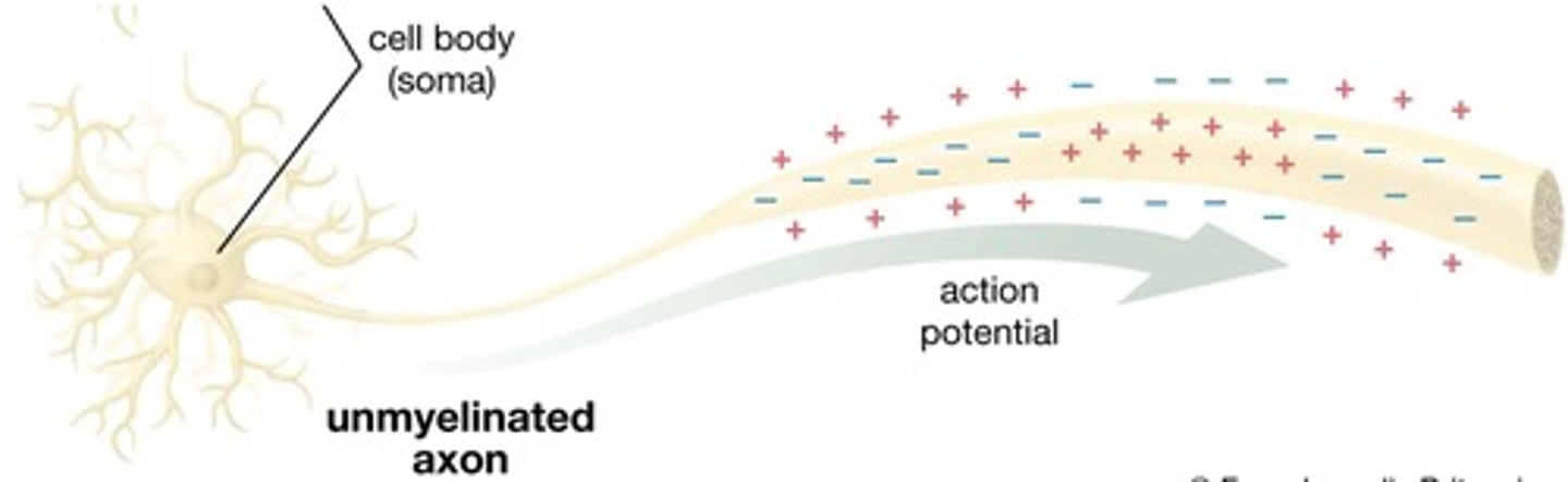 <p>In cortex</p><p>Contain neuron cell bodies and dendrites</p><p>Unmyelinated</p>