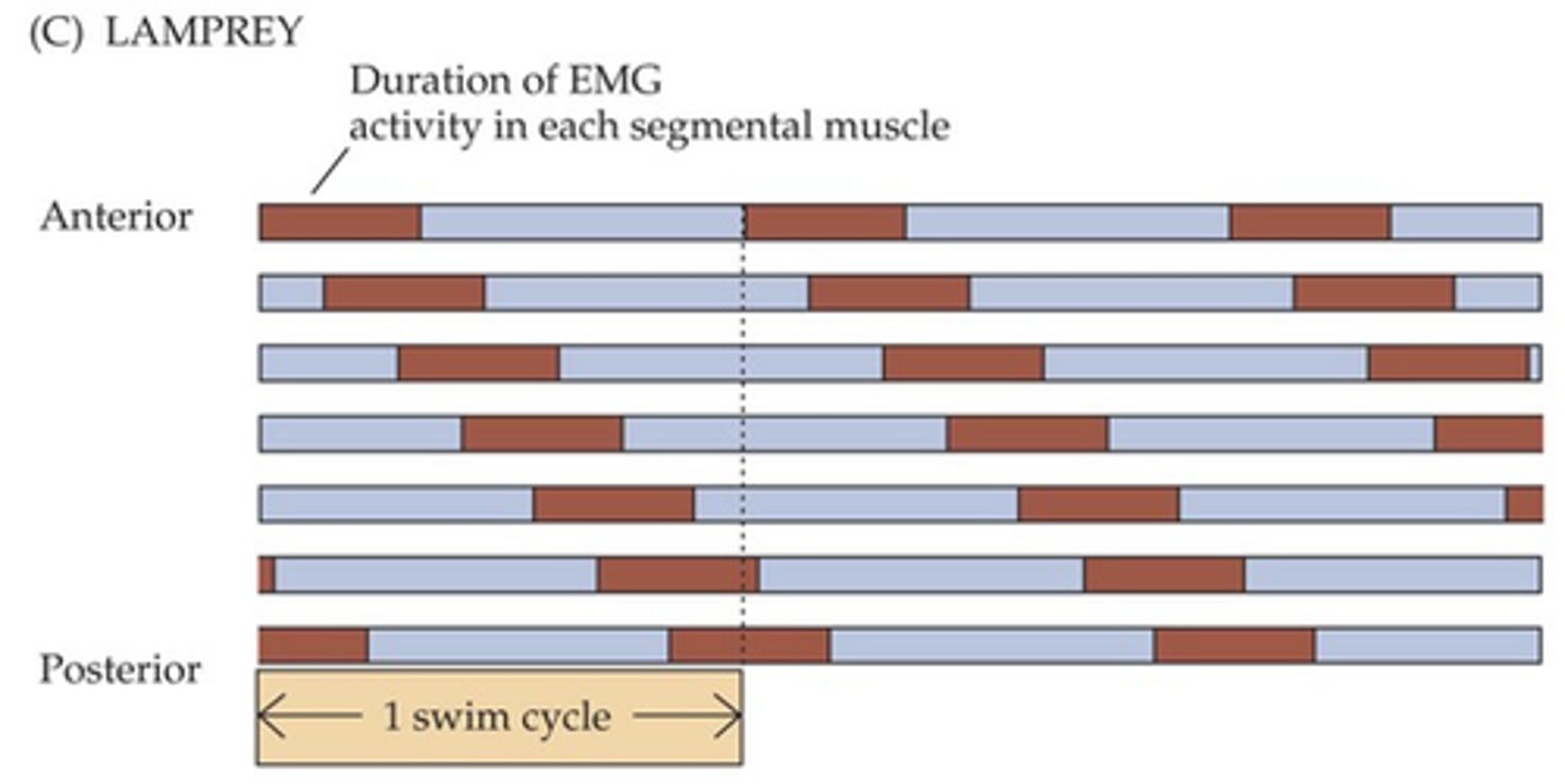 <p>The cellular basis of pattern generators has been worked out in simple organisms, give an example of one</p>