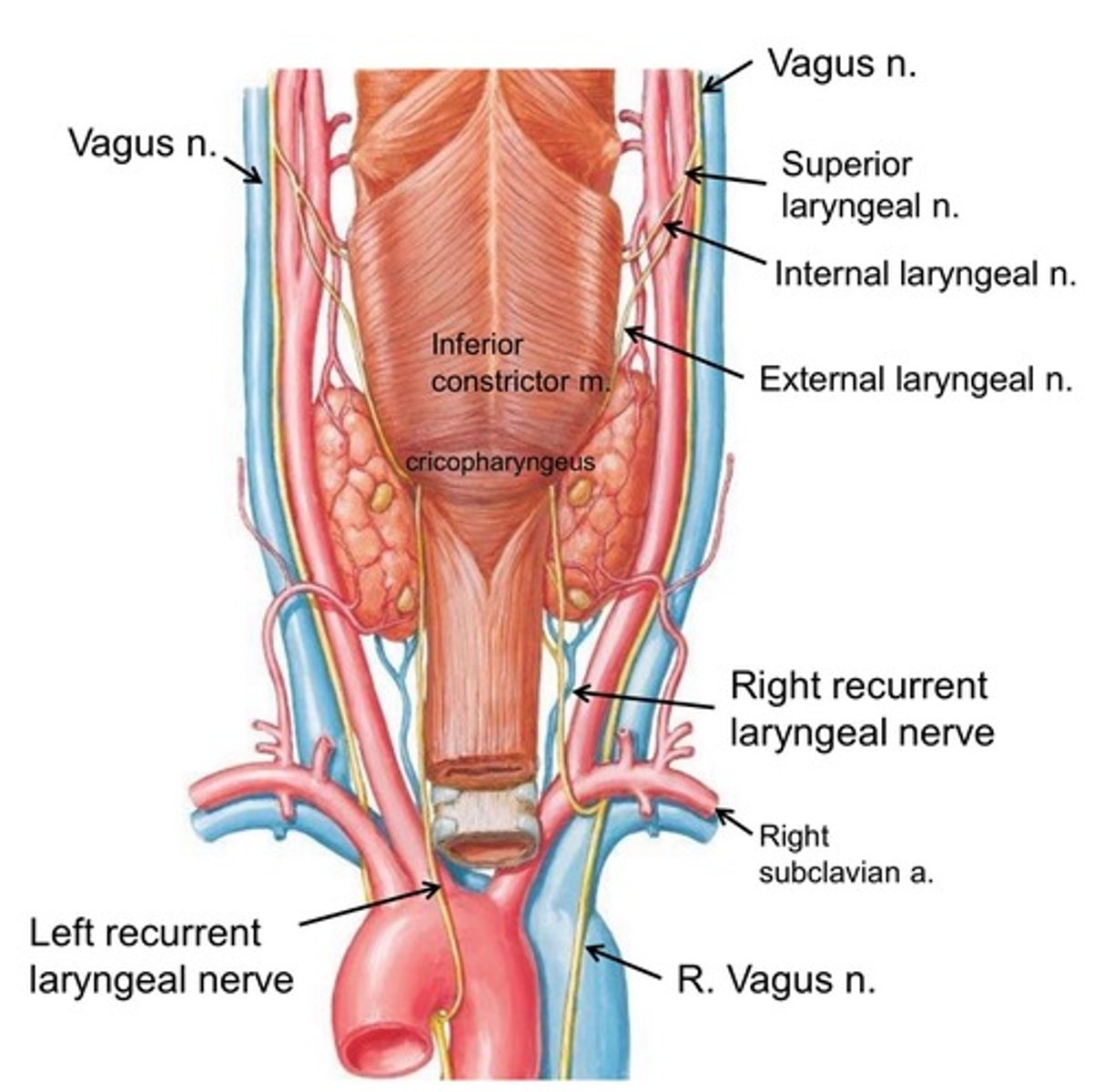 <p><strong>False</strong> ==&gt; Branches of the Vagus Nerve (CNX) innervates the larynx </p><p>  -<span style="text-decoration:underline">recurrent laryngeal branches</span> --&gt; dip under the aorta (left side) or subclavian artery (right side) to innervate the intrinsic laryngeal muscles </p><p>-<span style="text-decoration:underline">superior laryngeal branch</span> --&gt; internal laryngeal branch + external laryngeal branch </p>