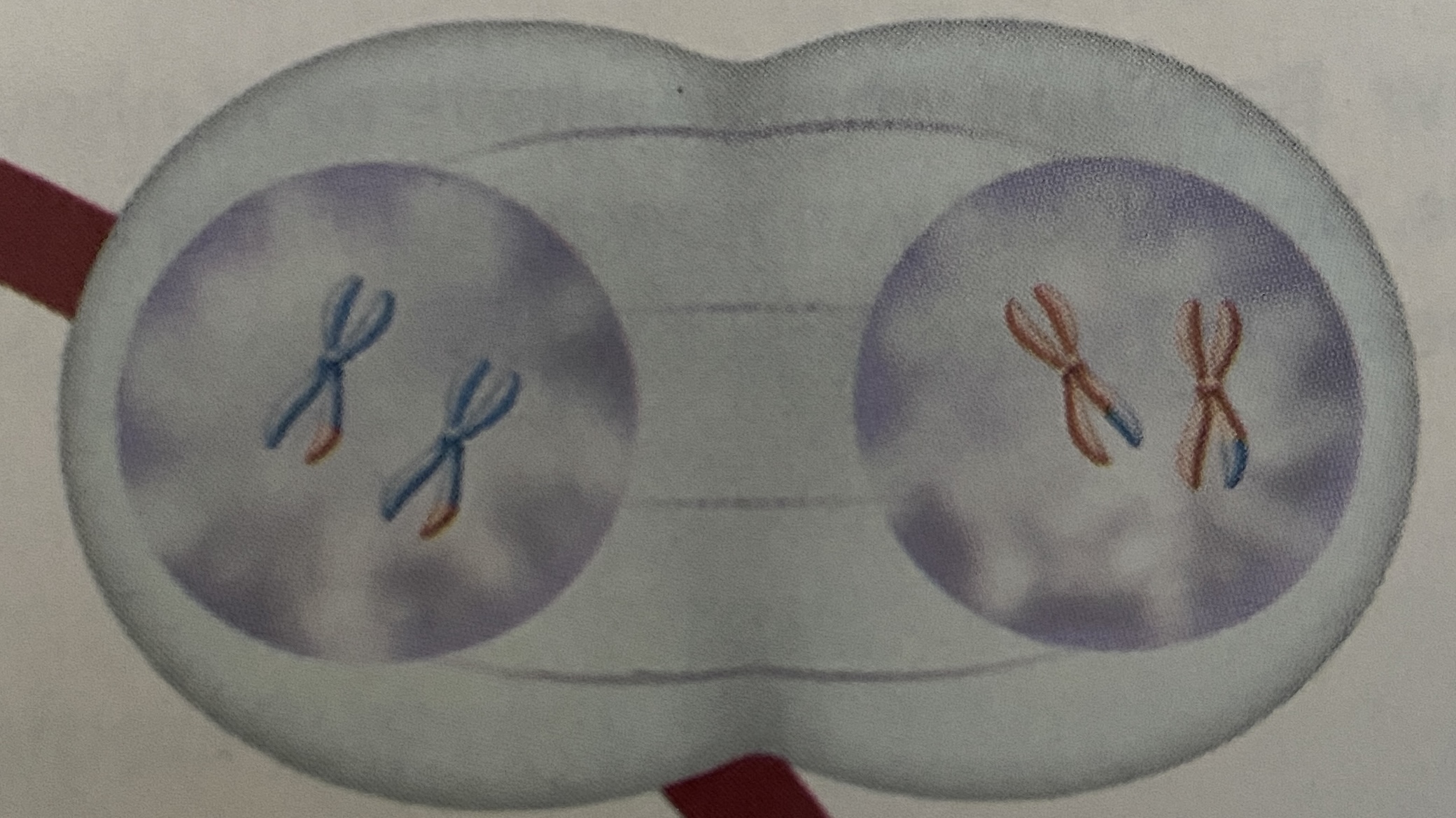 <p>What stage of Meiosis is this?</p>