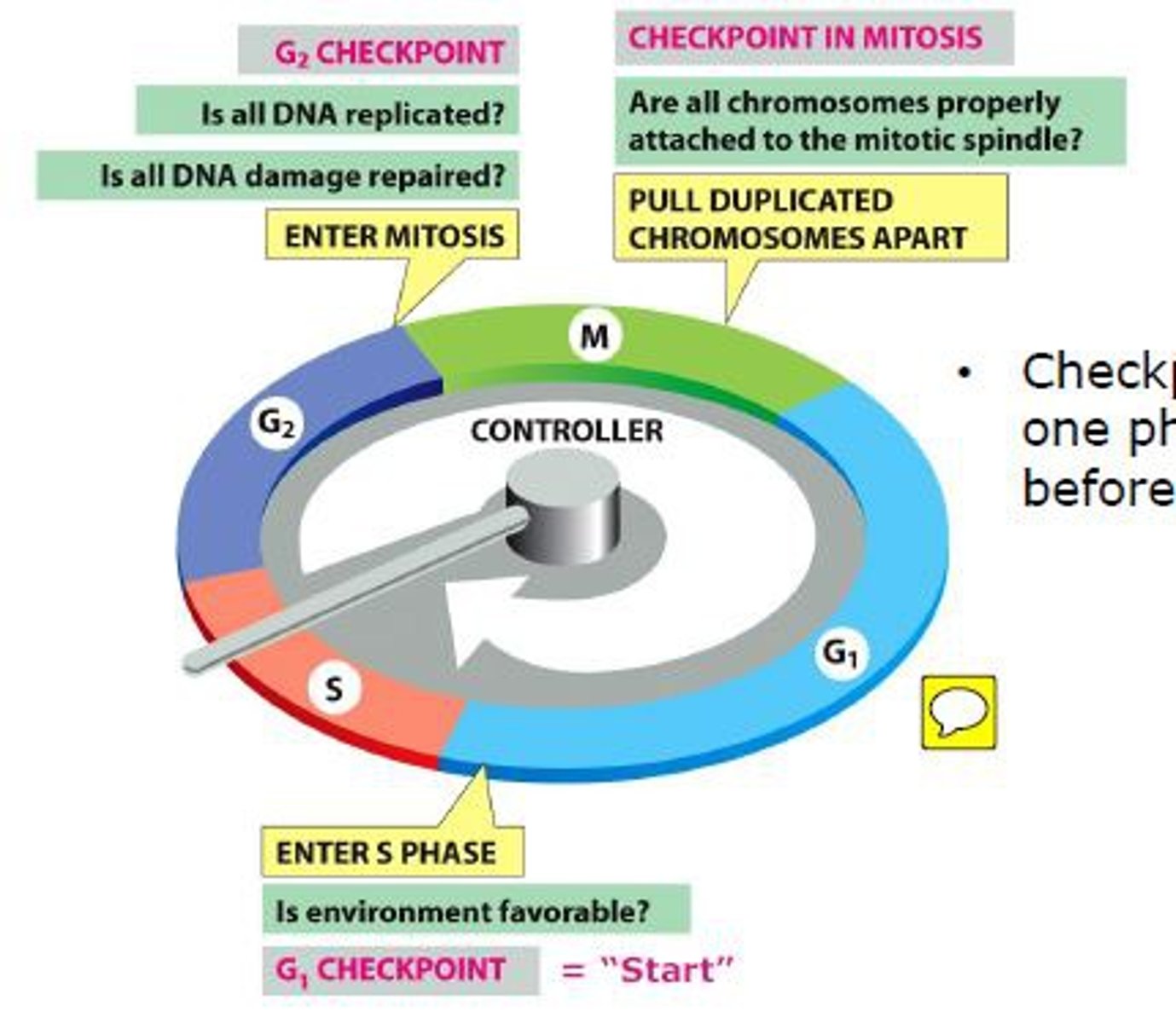 <p>- also known as the restriction point</p><p>- it will check to see if any of the DNA has been damaged and if it is ok for it to continue and synthesize more of this DNA</p><p>- the cell cycle goes into arrest if there is DNA damage and it will remain arrested here until the DNA is repaired</p><p>- p53 is main protein in control of this checkpoint</p>