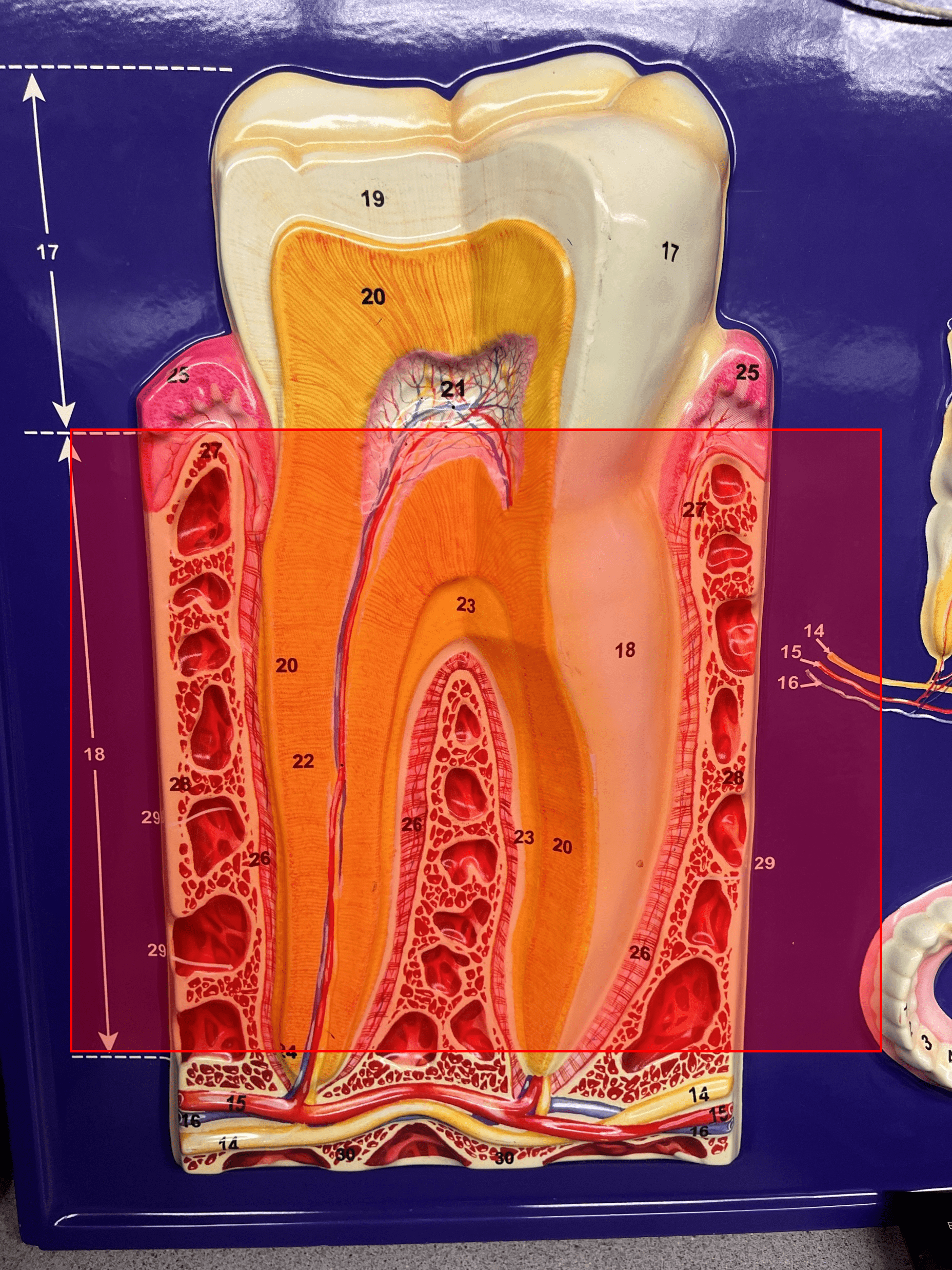 • A region of the tooth.

• The area of the tooth below the gum line.