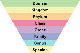 Domain,Kingdom,Phylum,Class,Order,Family,Genus,Species