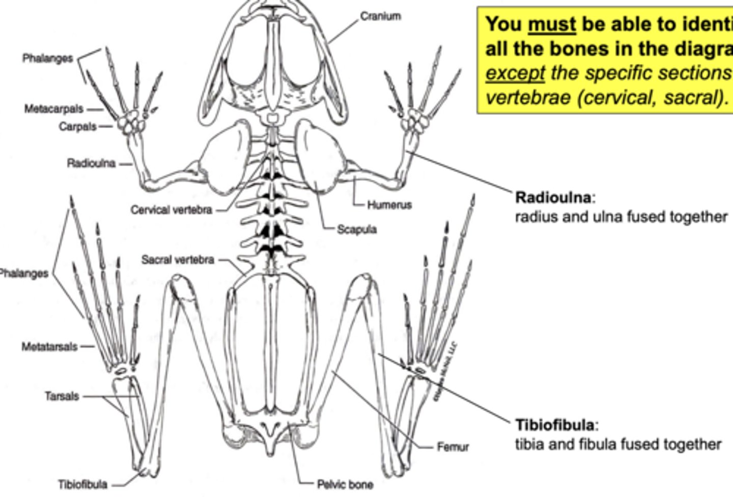 <p>ok ik the frog skeletal anatomy</p>