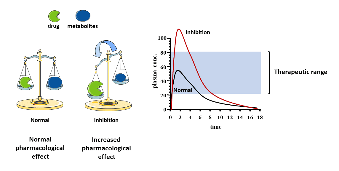 <ul><li><p>Metabolized Slower</p></li><li><p>E<span><span>levated drug plasma levels</span></span></p></li><li><p>Prolonged Drug Action </p></li></ul><p></p>