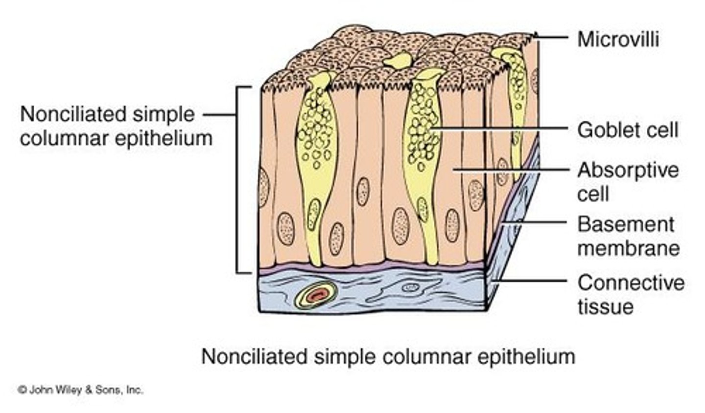 <p>Unicellular glands in simple columnar epithelium that secrete mucus.</p>