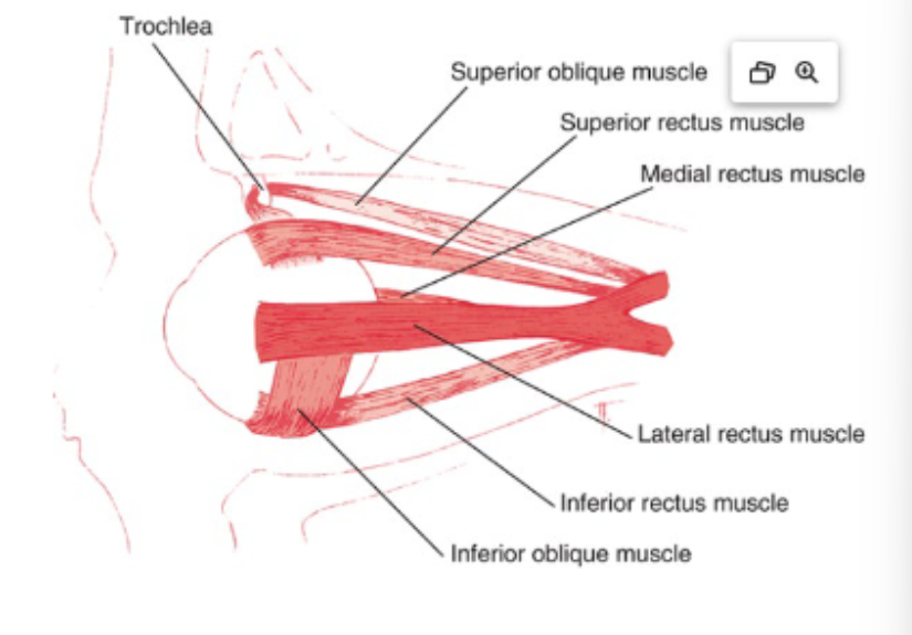 <p>Which muscles originate from the lower limb only?</p>