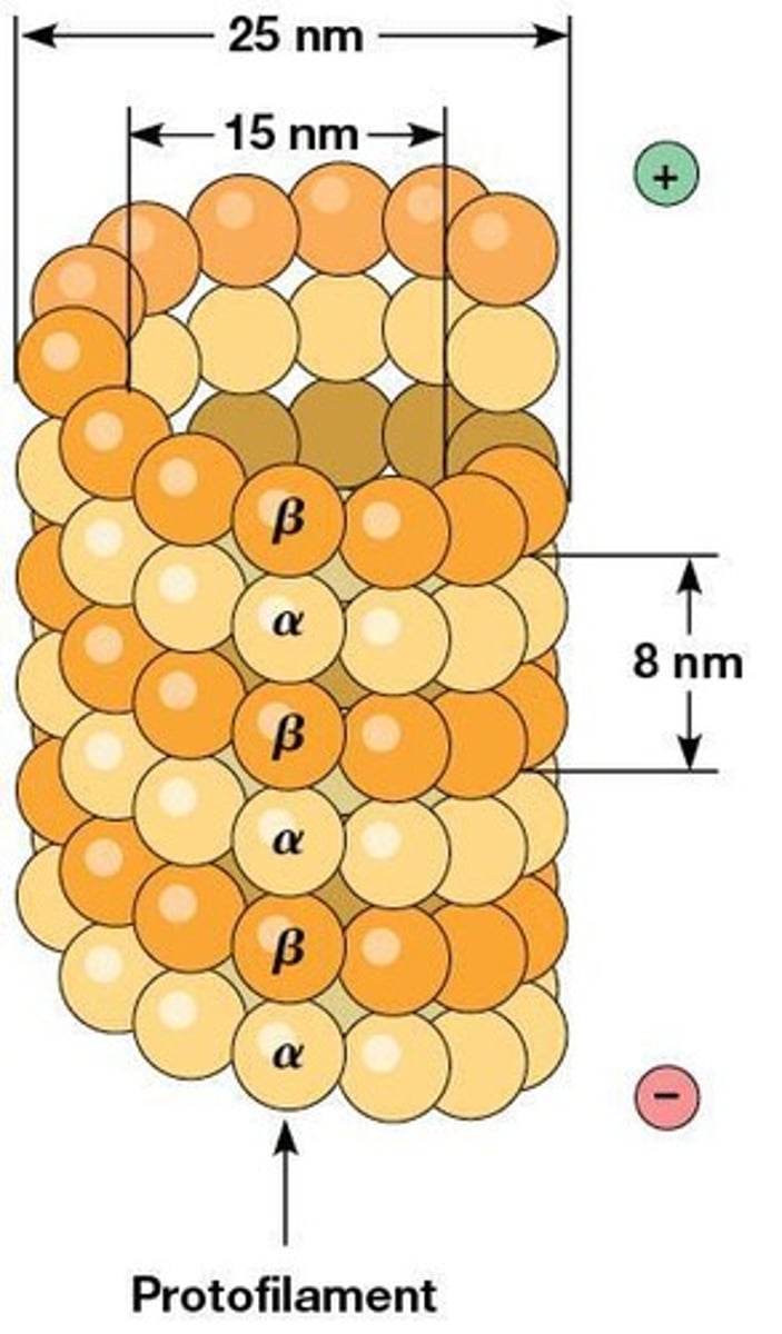 <p>Linear polymers of αβ-tubulin dimers.</p>