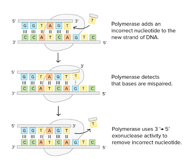 <ul><li><p>DNA-polymerase “voelt” tijdens replicatie of streng juiste breedte heeft</p><ul><li><p>fout; invoeging verkeerd nucleotide</p></li><li><p>opl; correctie door DNA-polymerase</p></li></ul></li></ul><p></p>