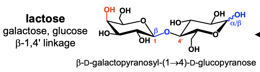 <p>lactose</p>