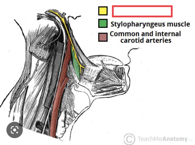 ninth cranial nerve; responsible for contraction of muscles in the tongue and throat and for part of the sense of taste, as well as causing saliva production (SENSORY & MOTOR)