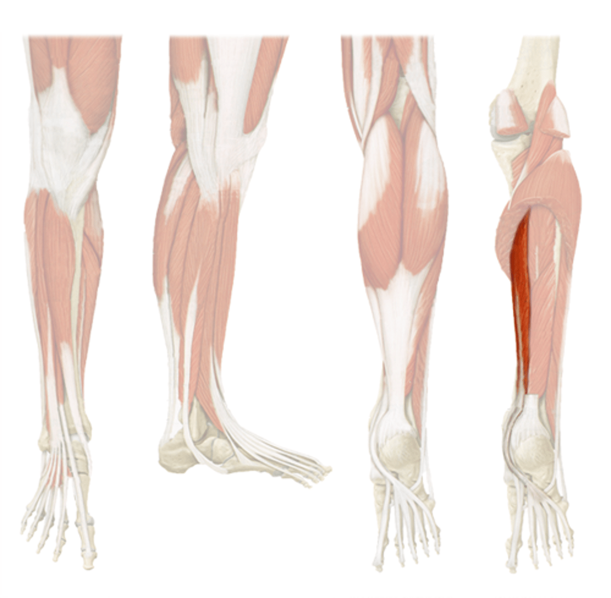 <p><span>Flexor digitorum longus</span></p>