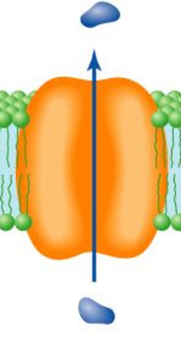 <p>A carrier protein that transports a single molecule across the plasma membrane in one direction</p>